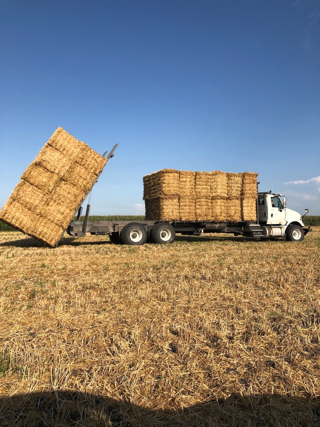 Avodah Farms | 12077 Rd 26 W, Thornhill, MB R6T 0B9, Canada | Phone: (204) 362-8675