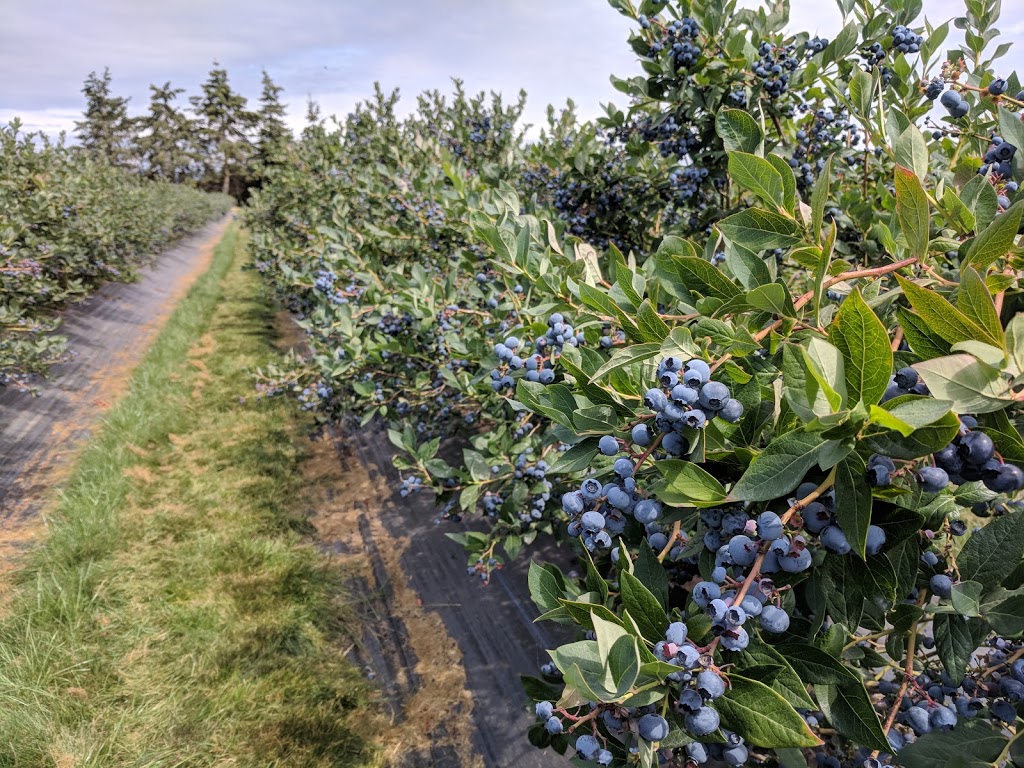 G.S. Farm | 11400 No 4 Rd, Richmond, BC V7A 2Z8, Canada | Phone: (604) 454-4411
