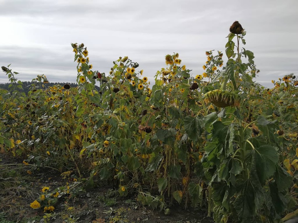 The Herb Patch | 1850 Brentwood Rd, Kelowna, BC V1P 1H2, Canada
