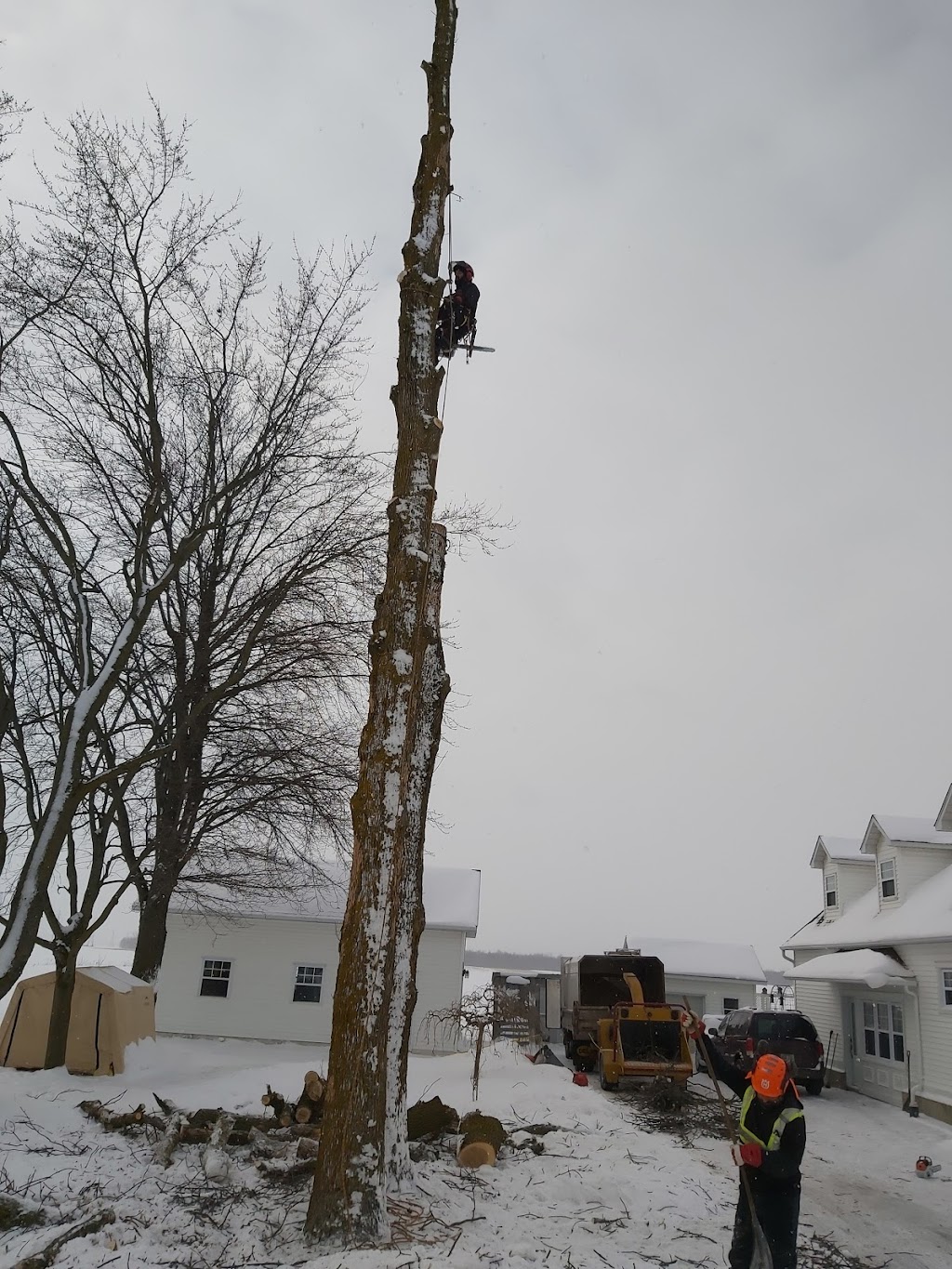 Le Gars Des Arbres | 390 Rue du Domaine, Saint-Denis-sur-Richelieu, QC J0H 1K0, Canada | Phone: (450) 888-3055