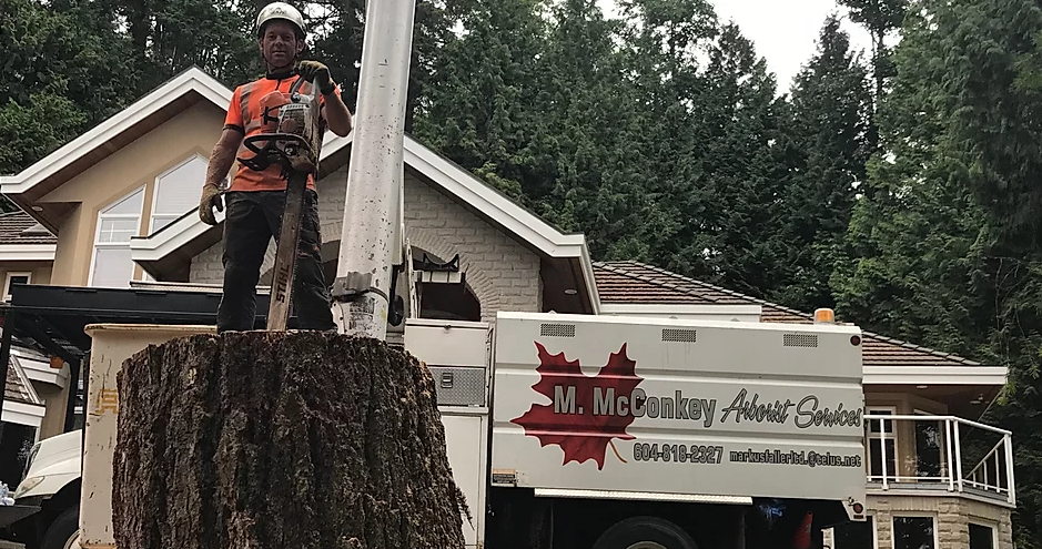M.Mcconkey Arborist Services Ltd | 34976 Laburnum Ave, Abbotsford, BC V2S 5M7, Canada | Phone: (604) 597-2286