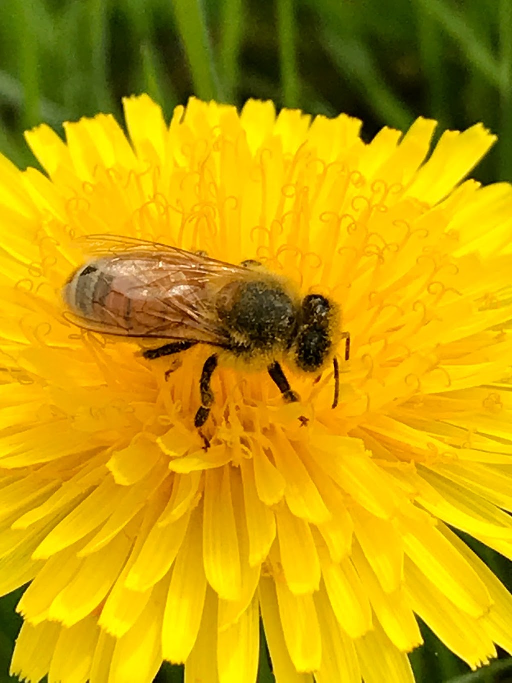 fathers honeybee farm | 18339-18201 16 Ave, Surrey, BC V3S 9V2, Canada | Phone: (778) 951-2105