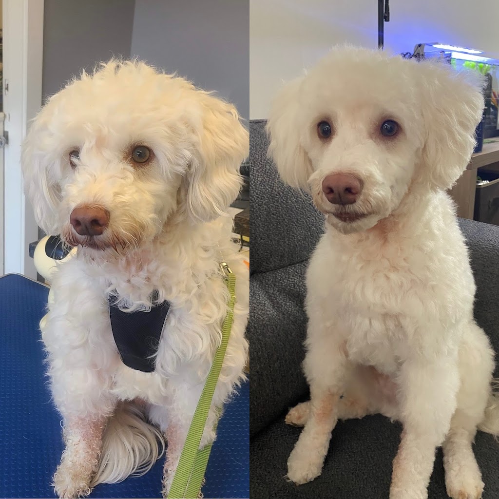 Doggy-Six | 12417 No 2 Rd #130, Richmond, BC V7E 6H7, Canada | Phone: (604) 271-2525