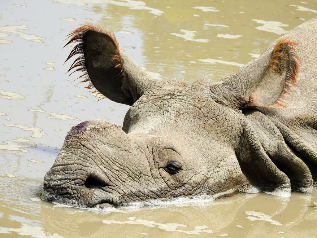 Indian Rhinoceros Pavilion | 2000 Meadowvale Rd, Scarborough, ON M1B 5K7, Canada | Phone: (416) 392-5929