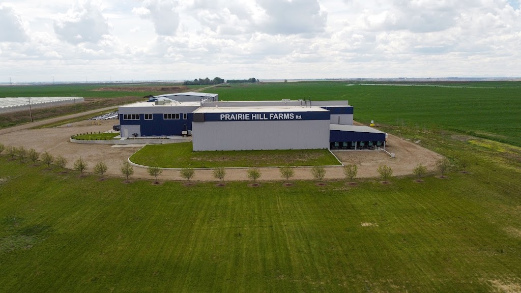 Prairie Hill Farms Ltd. | 105078 Range Rd 211, Picture Butte, AB T0K 1V0, Canada | Phone: (587) 328-3212