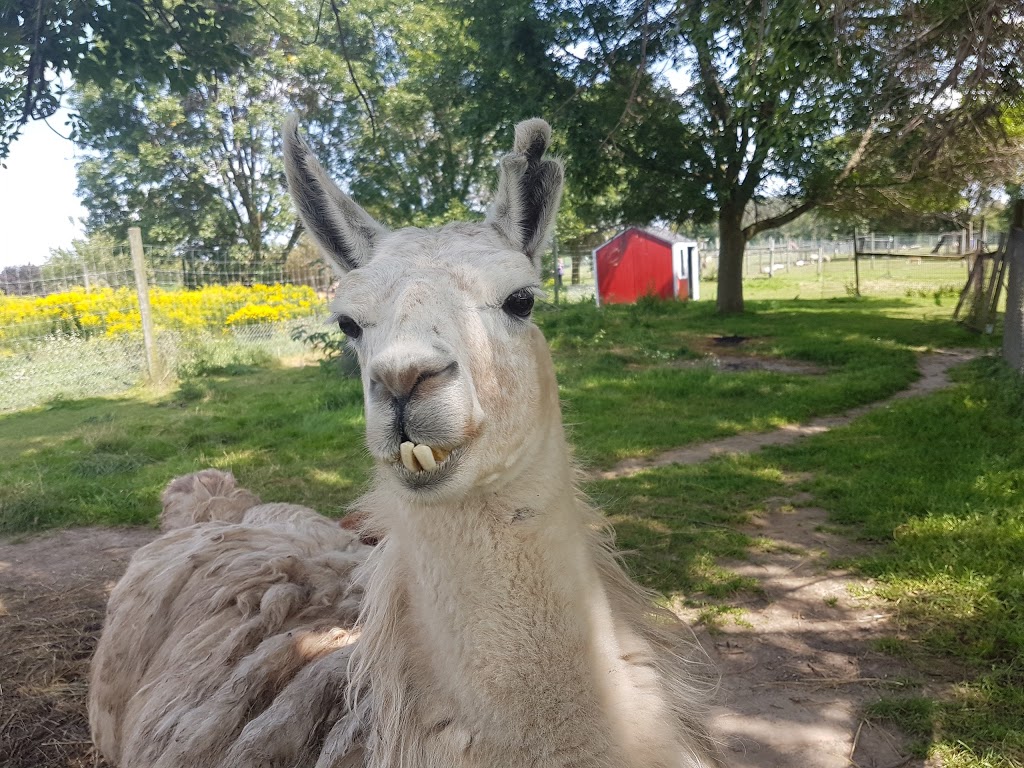 Oshawa Zoo | 3377 Grandview St N, Oshawa, ON L1H 8L7, Canada | Phone: (905) 655-5236