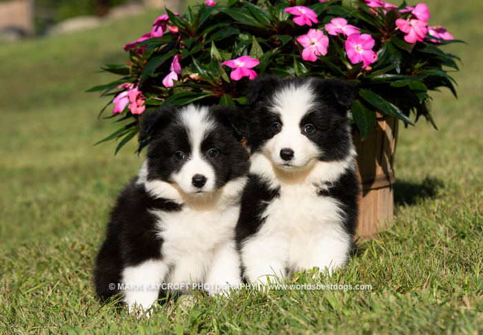 Asset Kennels | Hald Dunn townline, road, Canfield, ON N0A 1C0, Canada | Phone: (613) 661-1815