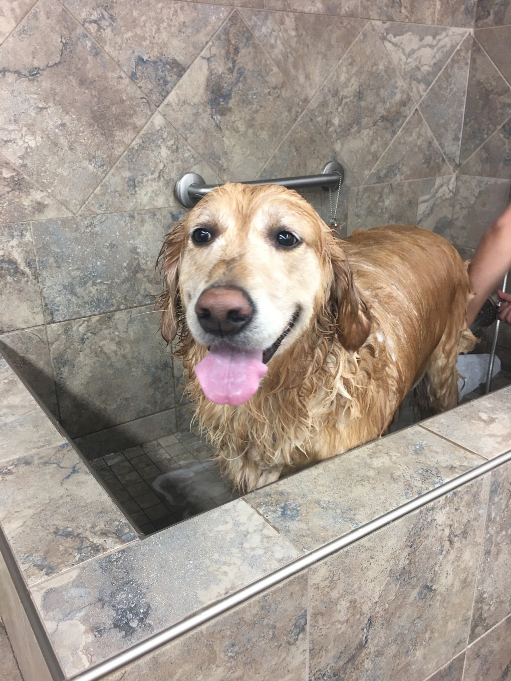 Pet Valu | 7355 Bayview Ave, Thornhill, ON L3T 5Z2, Canada | Phone: (905) 597-6400