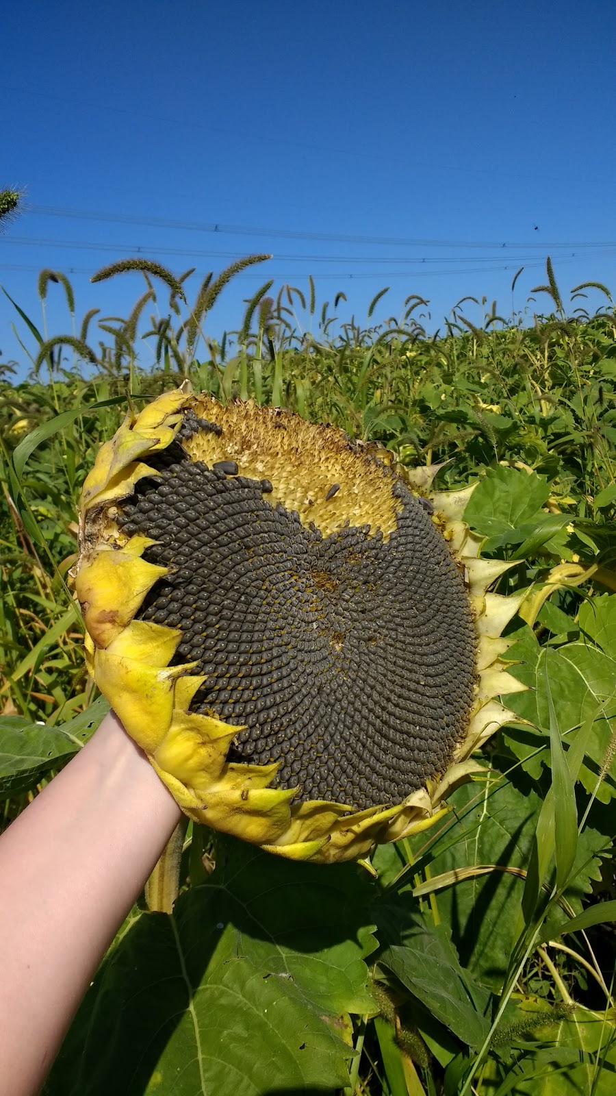 Fermes Longpres Ltee | 1854 Chem. du Fleuve, Les Cèdres, QC J7T 1E4, Canada | Phone: (450) 452-4559