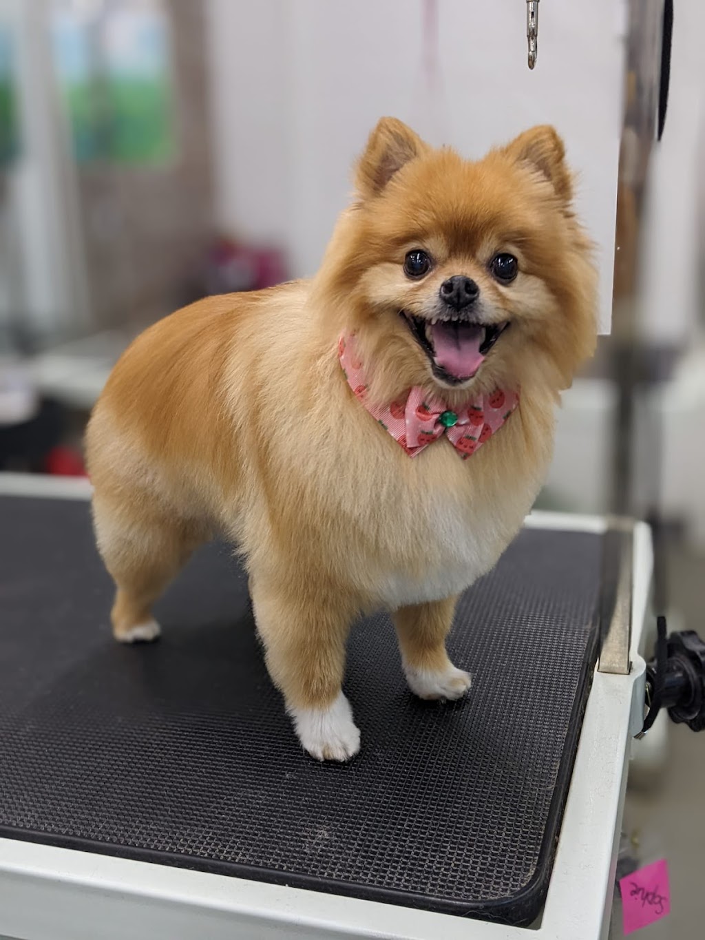 Oh My Dog Spa and Grooming | 5596 Windermere Blvd, Edmonton, AB T6W 2Z8, Canada | Phone: (780) 655-1797