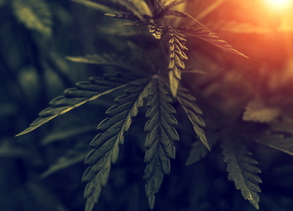 Freedom Cannabis | 9827 279 St, Acheson, AB T7X 6J4, Canada | Phone: (833) 733-3661
