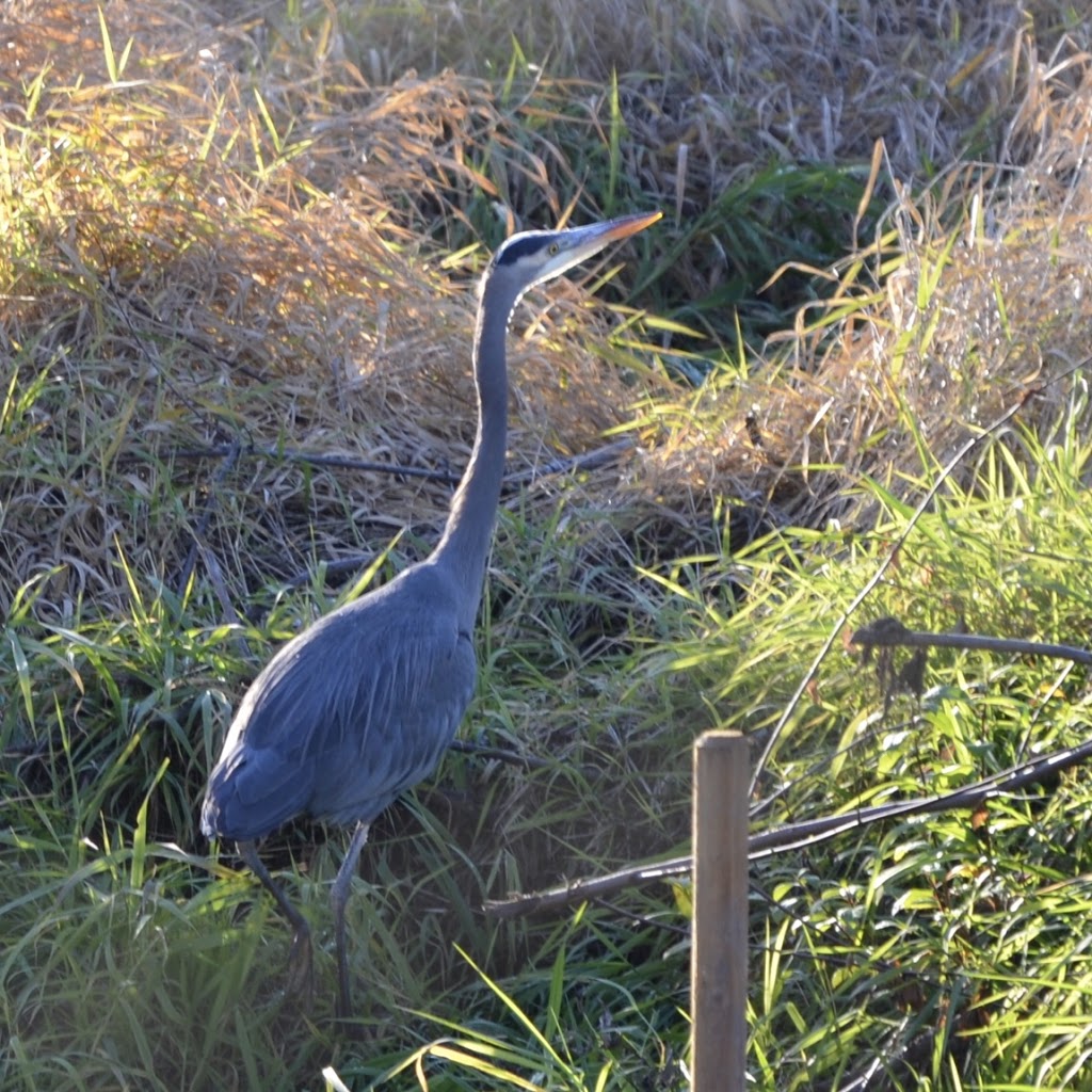 Silverdale Creek Wetlands | 31650 Silverdale Ave, Mission, BC V4S 1J8, Canada
