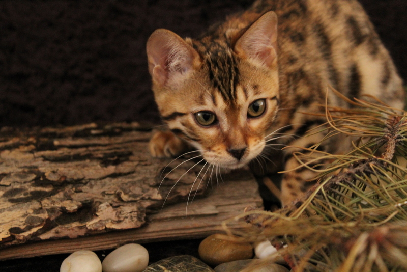 Majestic Pride Bengals | 227 Sarsons Rd, Vernon, BC V1B 2M4, Canada | Phone: (250) 542-0743