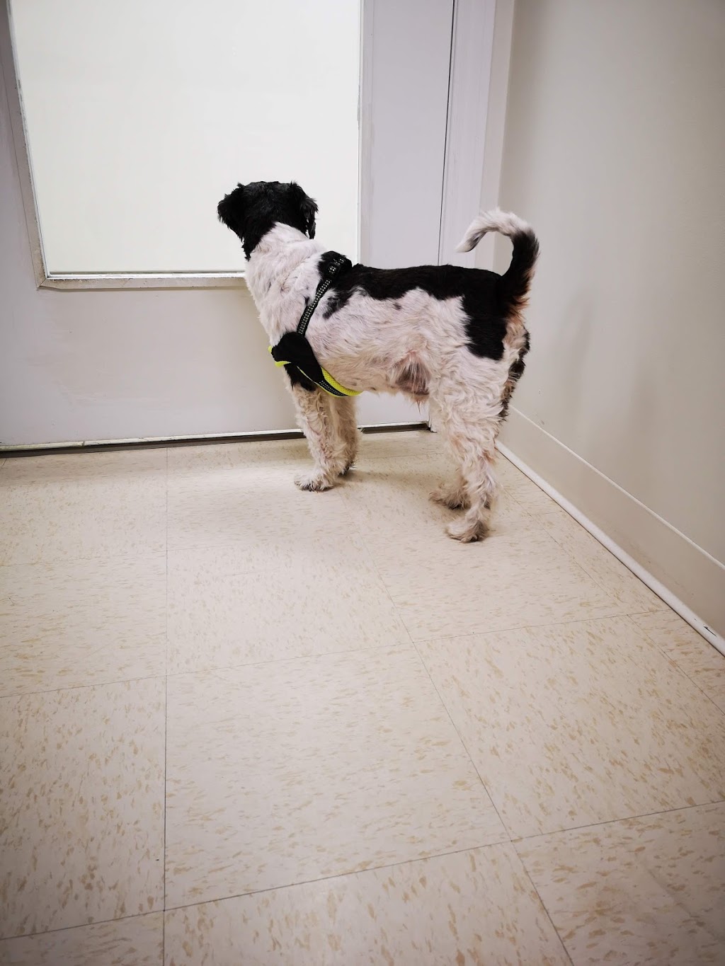 Merritt Animal Hospital | 311 Merritt Ave, Chatham, ON N7M 3G1, Canada | Phone: (519) 360-4508