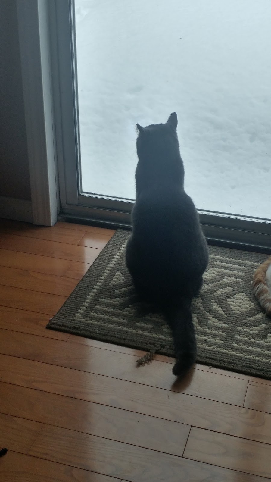 Purr-Fect Poochies | 11 Andrew Crescent, Rothesay, NB E2S 1A8, Canada | Phone: (506) 849-3690