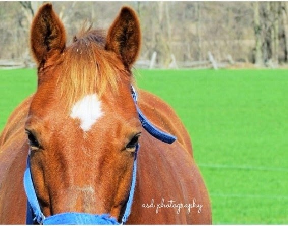 Springfield Stables Riding Academy | 7143 Ashburn Rd, Whitby, ON L1M 1L6, Canada | Phone: (905) 655-4280