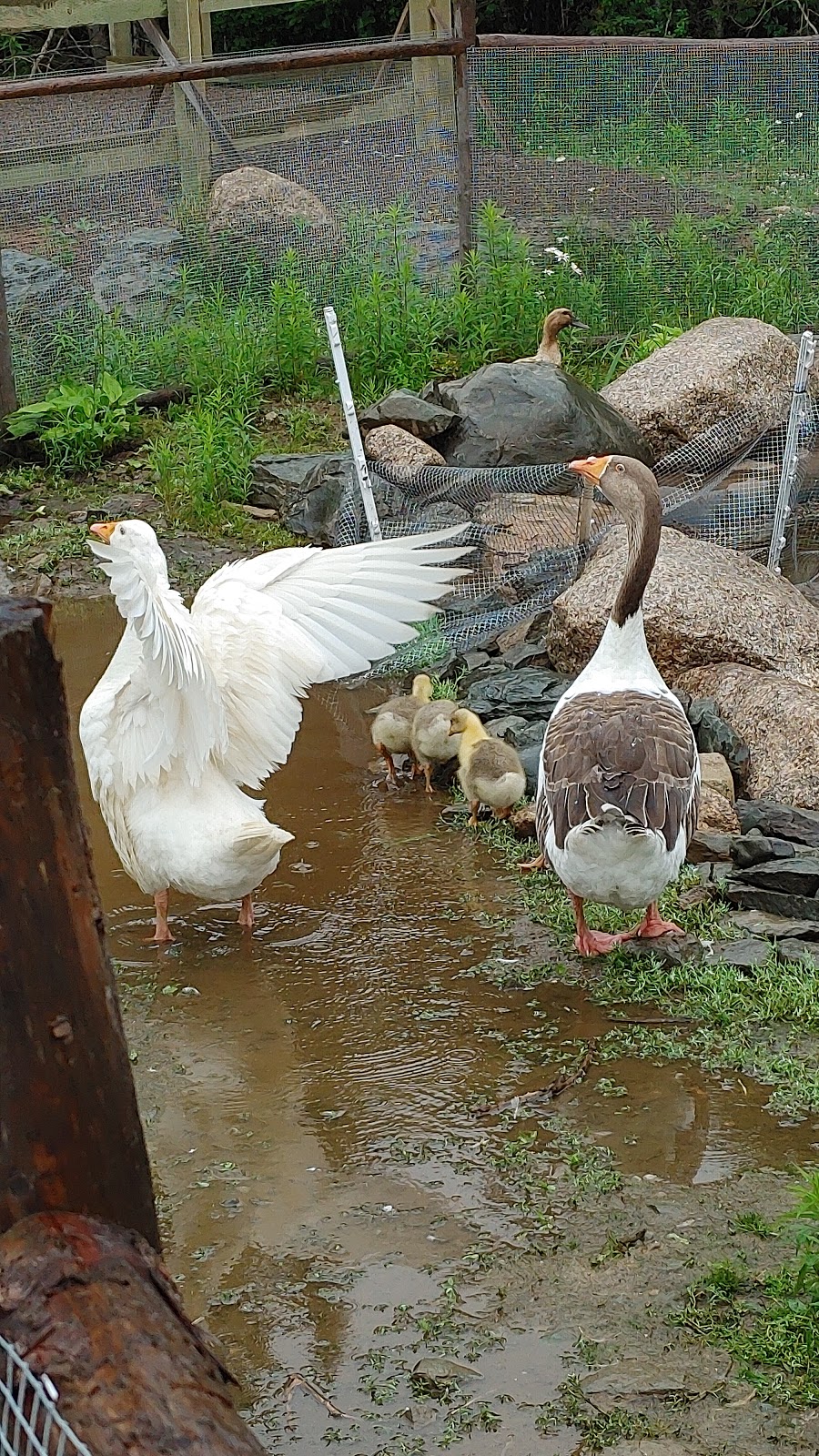 The French Duck | 1129 W Petpeswick Rd, West Petpeswick, NS B0J 2L0, Canada | Phone: (902) 715-2056