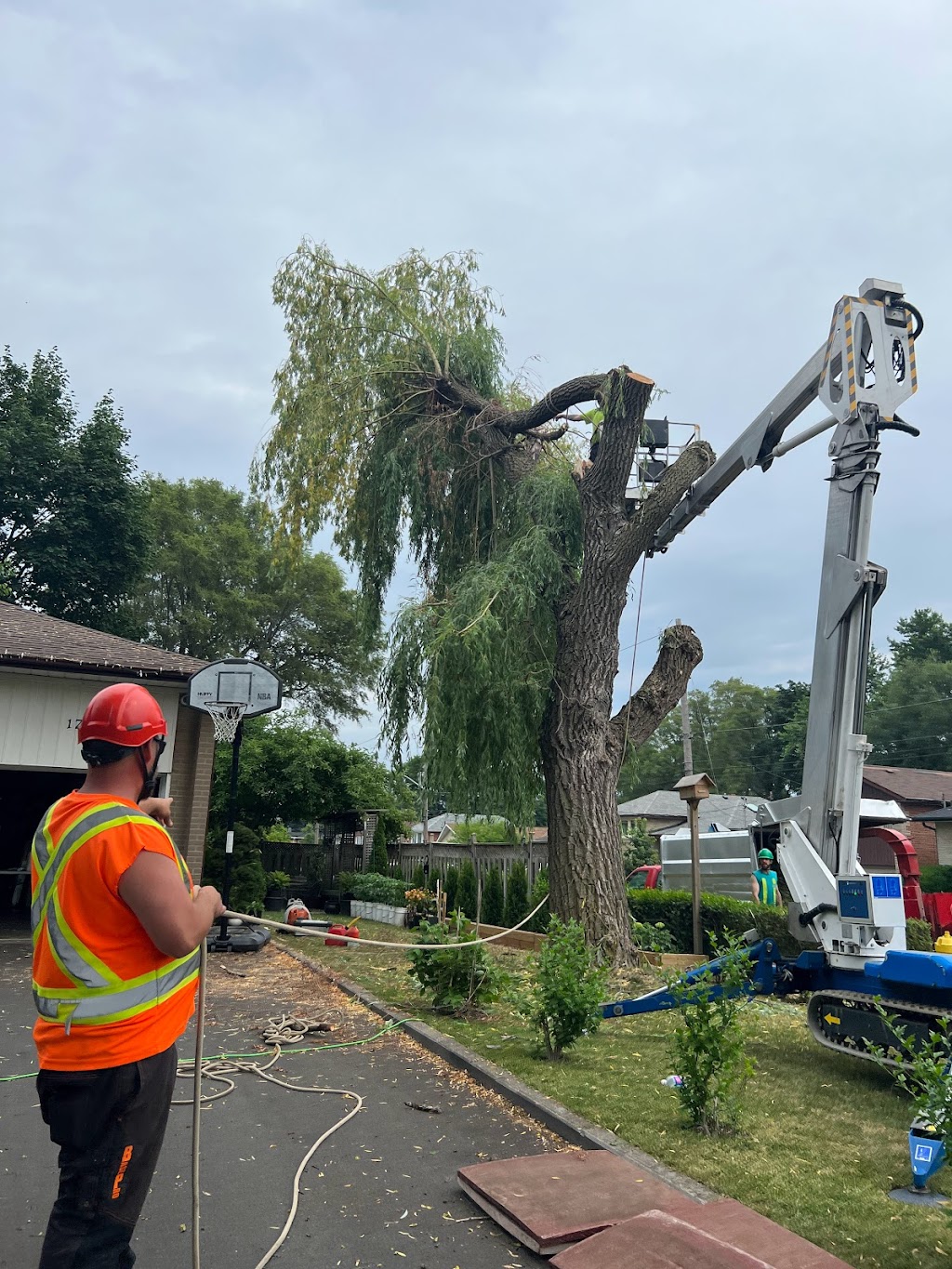 Anderstone Tree Service | 16656 Mississauga Rd, Terra Cotta, ON L7K 1L9, Canada | Phone: (416) 476-4269