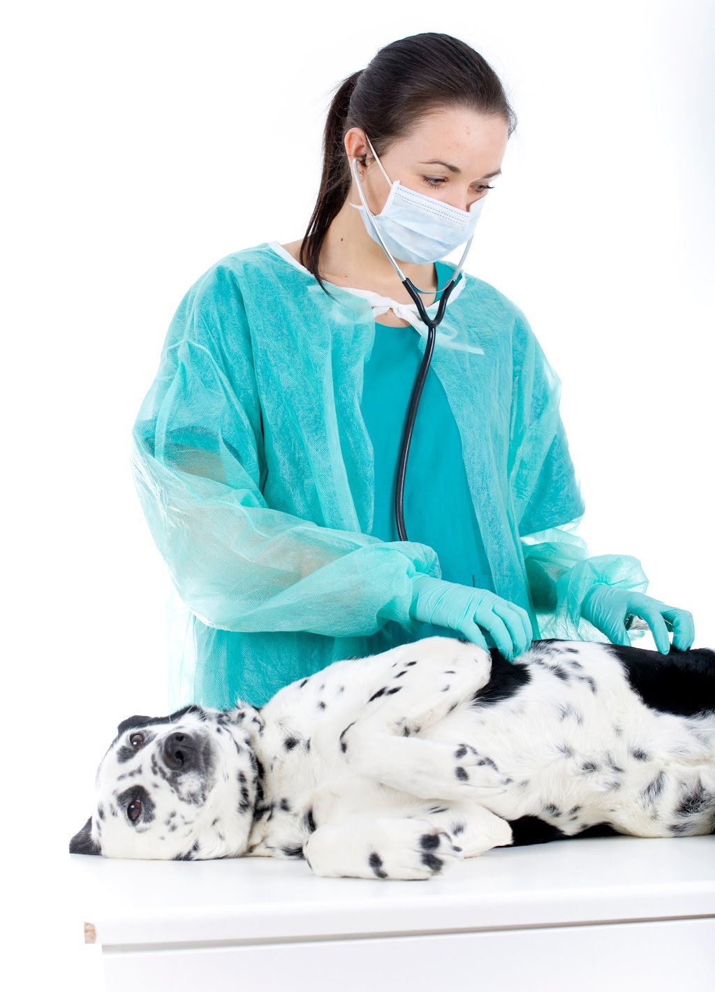 Clinique Vétérinaire Bellefeuille | 1082 Boulevard Roland-Godard, Saint-Jérôme, QC J7Y 4C6, Canada | Phone: (450) 565-0751