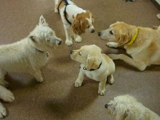 Holiday Pet Care | 8234 Yonge St, Thornhill, ON L4J 1W6, Canada | Phone: (416) 561-7387