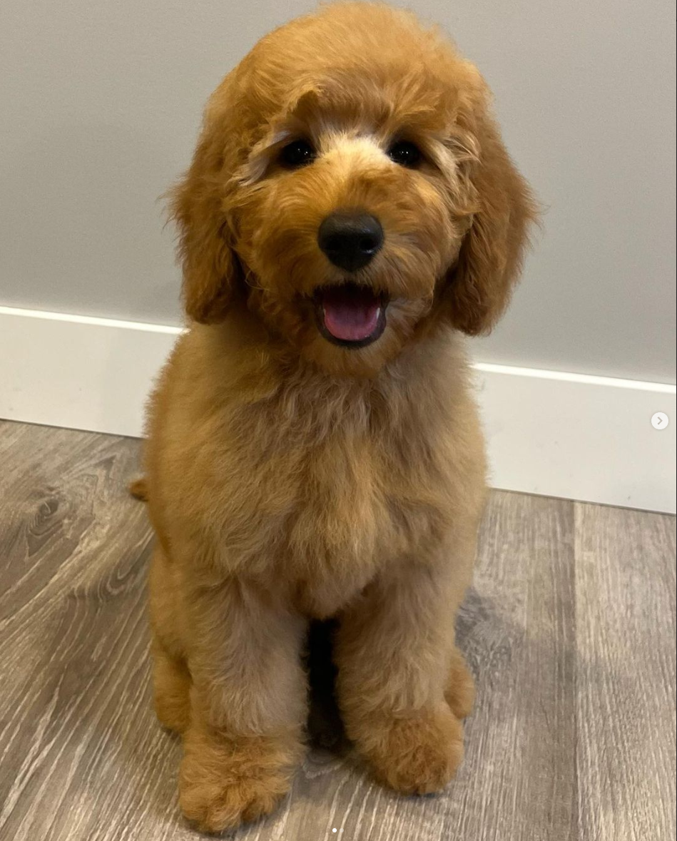 Castelos Dog Grooming | 23 Wheatgrass Ln, Winnipeg, MB R0G 2W0, Canada | Phone: (204) 599-9043