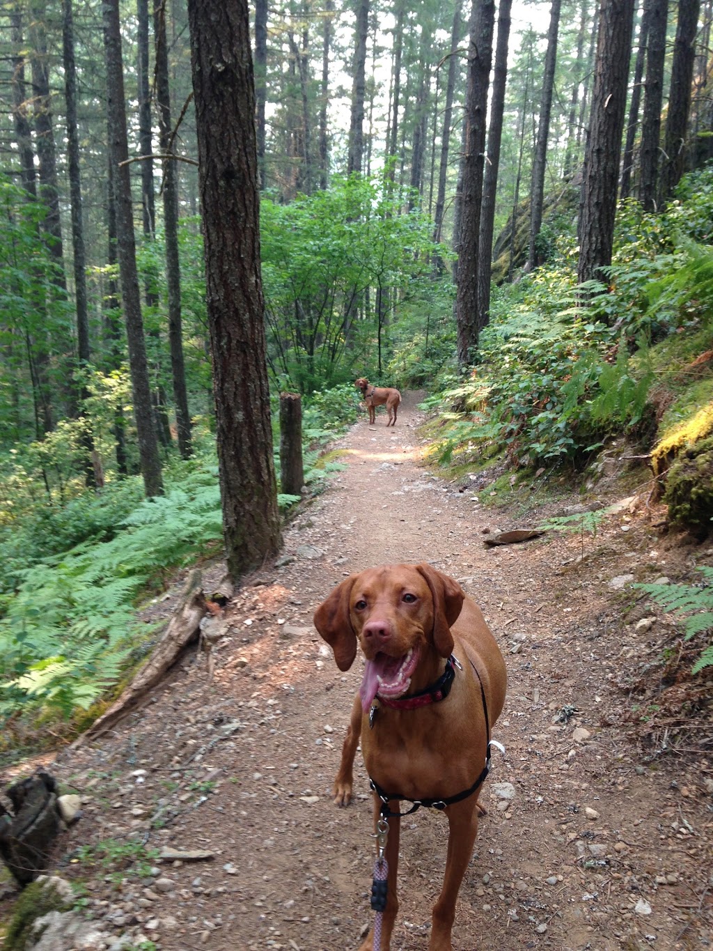 Mountain Bound Hounds | 1821 Willow Crescent, Squamish, BC V8B 0L9, Canada | Phone: (604) 849-2966