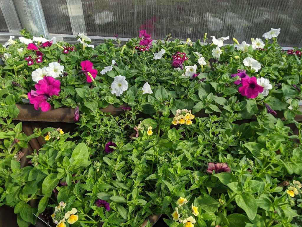 Diggers Greenhouse | 235014, AB-583, Three Hills, AB T0M 2A0, Canada | Phone: (403) 443-8474