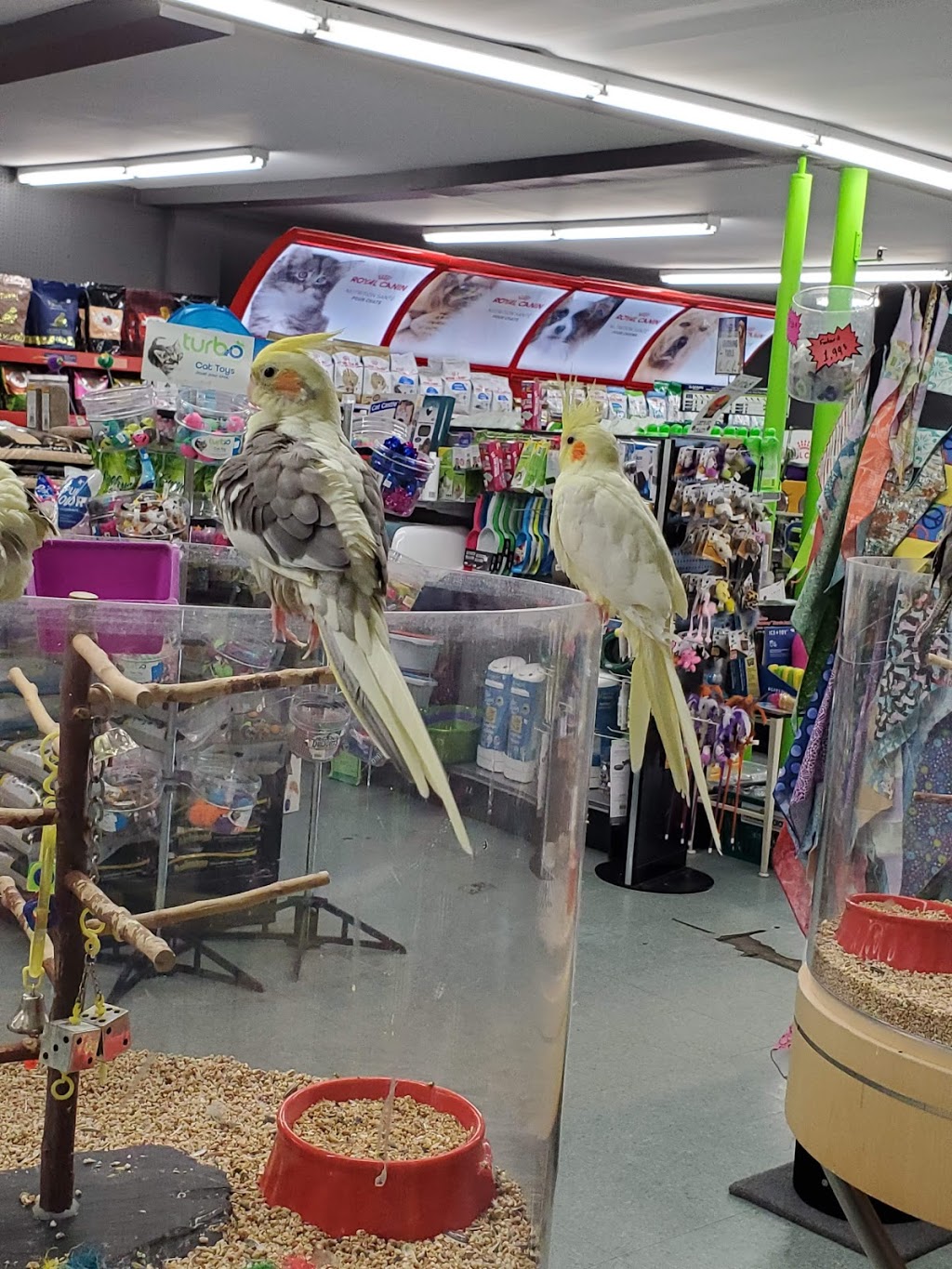 Animalerie Club Wouf-Miaou | 25 Rue Notre-Dame E, Trois-Rivières, QC G8T 4B4, Canada | Phone: (819) 376-0973