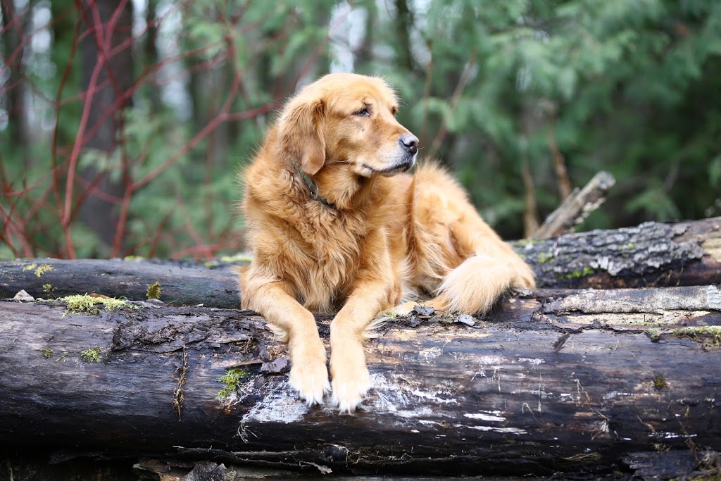 Golden Acres Dog Resort | 6073 5th Line, Rockwood, ON N0B 2K0, Canada | Phone: (416) 500-8332