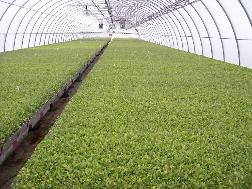 Covemaeker Farms Inc. | 546 Cairo Rd, Bothwell, ON N0P 1C0, Canada | Phone: (519) 695-2362