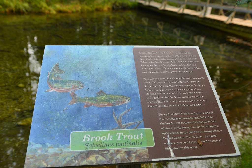 Raven Brood Trout Station | point of interest | Clearwater County, AB T0M 0M0, Canada | 4038468207 OR +1 403-846-8207
