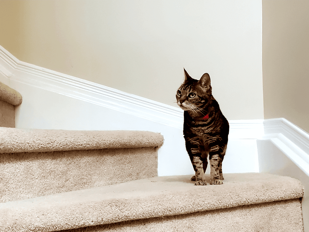 Priority Pet Boarding Service Inc. | 218 Beatrice Dr, Nepean, ON K2J 4P1, Canada | Phone: (514) 575-0544