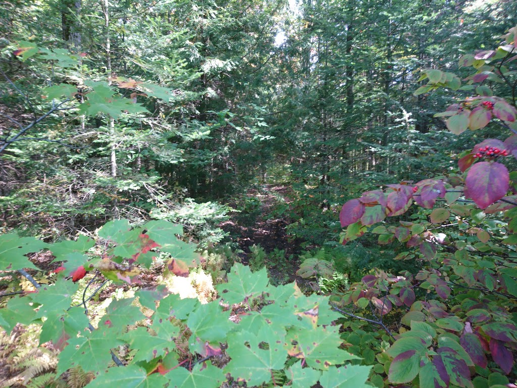 Grotte de lours (Zone Champman) | 270 Rang 11e E, Stoke, QC J0B 3G0, Canada