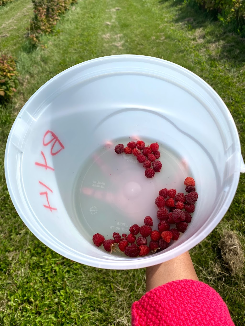 Horse Hill Berry Farm | 3203 211 Ave NE, Edmonton, AB T5Y 6P1, Canada | Phone: (780) 245-4930