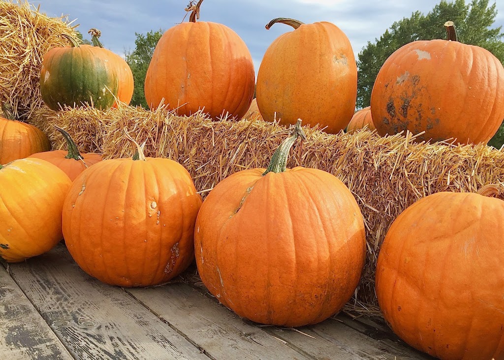 Somerset Pumpkin Farms | 1423 Township Rd 514, Parkland County, AB T7Y 2P5, Canada | Phone: (780) 983-5664