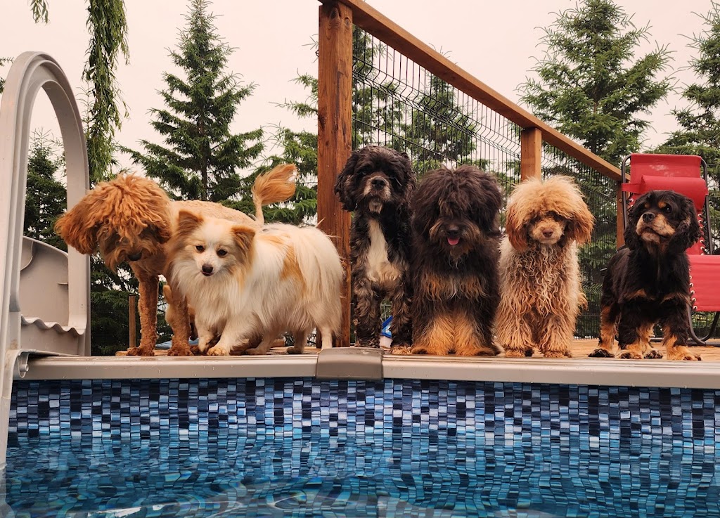 Le paradis du chien s.e.n.c. | 2240 Rang Fontarabie, Sainte-Ursule, QC J0K 3M0, Canada | Phone: (450) 835-7555