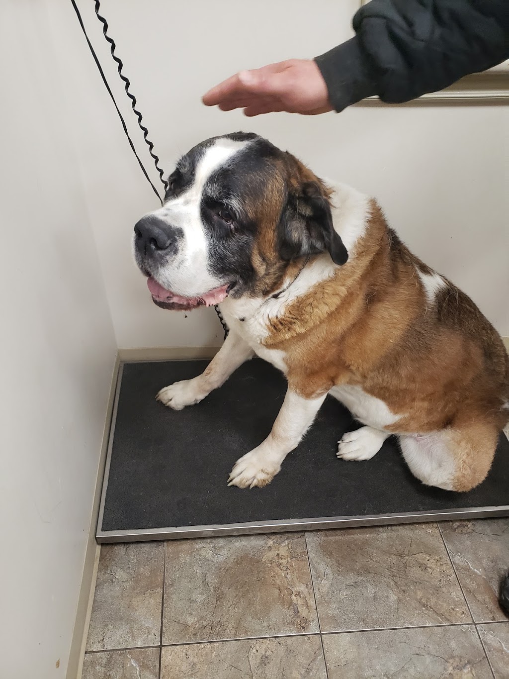Wingham Veterinary Clinic | 11 Alfred St E, Wingham, ON N0G 2W0, Canada | Phone: (519) 357-2471