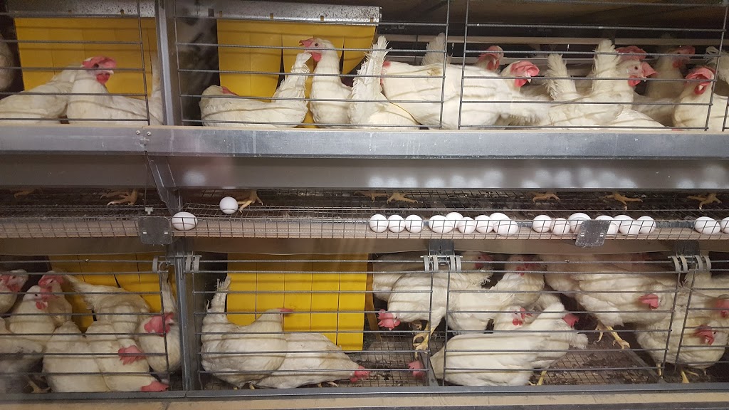 Burnbrae Farms Ltd | 3356 27, Lyn, ON K0E 1M0, Canada | Phone: (613) 345-5651