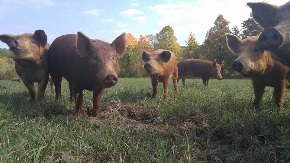 Harley Farms | 1630 Heritage Line, Keene, ON K0L 2G0, Canada | Phone: (705) 295-1925