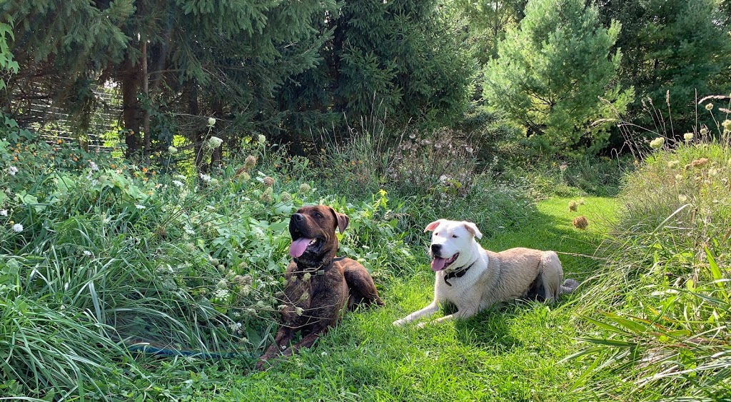 Grey Woof Inn - Dog Boarding & Specialty Dog Food | 317160 Hwy 6&10, Chatsworth, ON N0H 1G0, Canada | Phone: (519) 794-0220