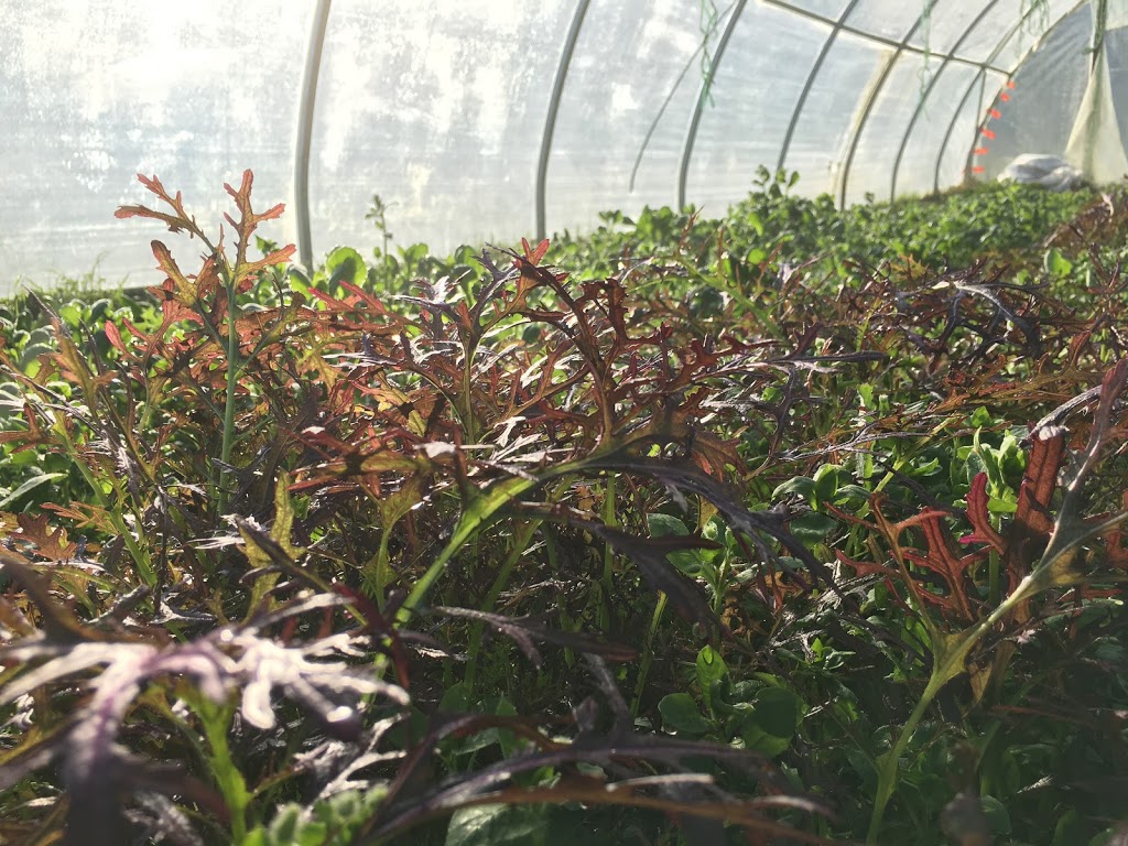 Aslan Organics | 3832 Michigan Line, Camlachie, ON N0N 1E0, Canada | Phone: (226) 886-2510