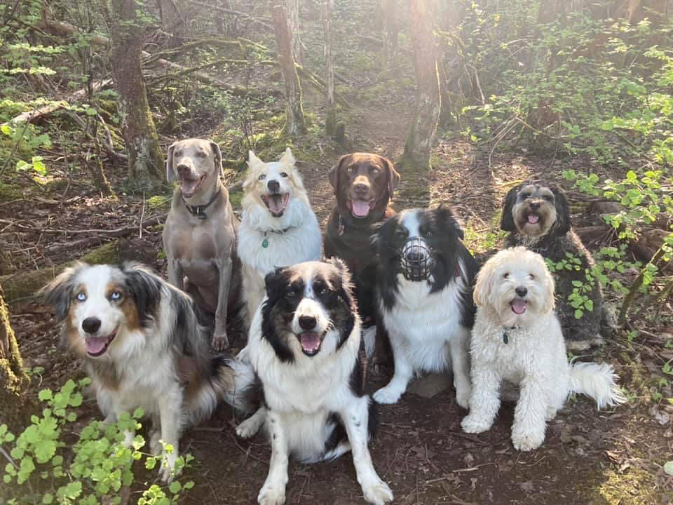 Local Bark Adventures | 20 Douglas St, Victoria, BC V8V 2N6, Canada | Phone: (250) 886-9000