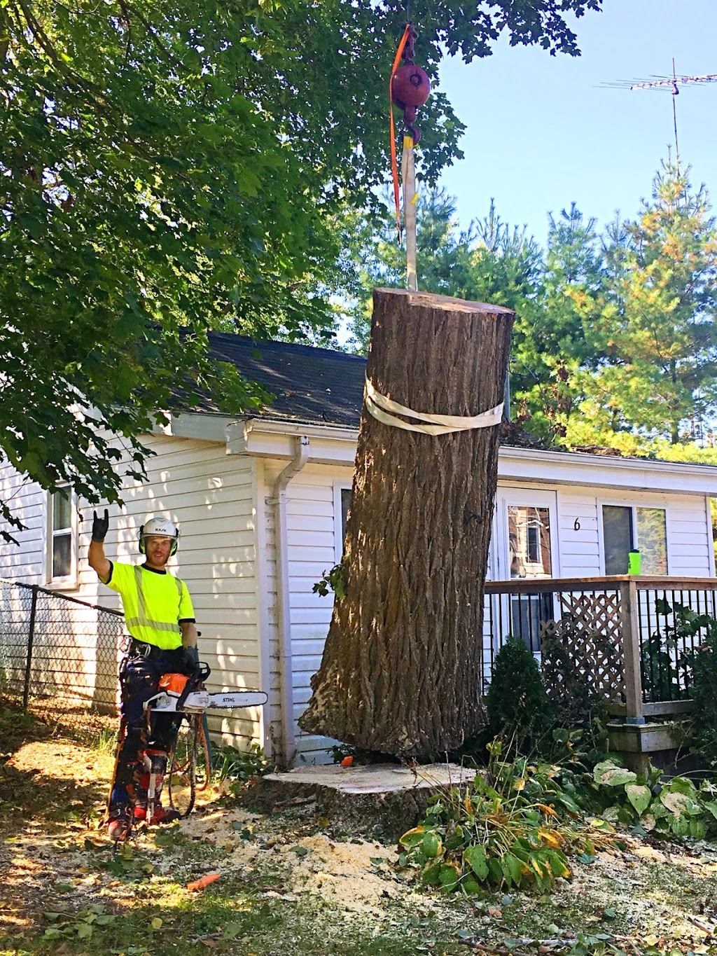 Alpine Arborist Professional Tree Care | 4 Lenarthur Ct, Aurora, ON L4G 6M2, Canada | Phone: (416) 509-2665