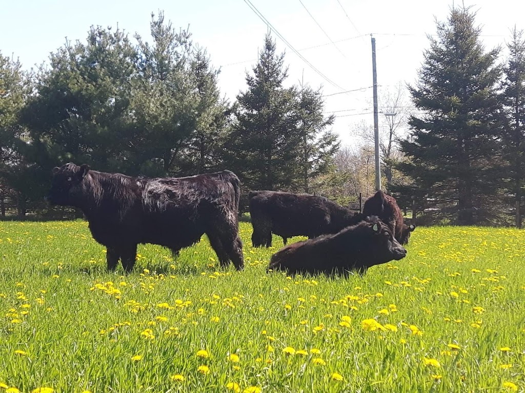 Ferme ForThé inc | 433 QC-108, Cookshire-Eaton, QC J0B 1M0, Canada | Phone: (819) 588-4740
