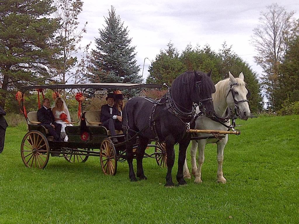 Windsong Carriage & Ranch | 597520 Grey Rd 29, Bognor, ON N0H 1E0, Canada | Phone: (519) 376-1518