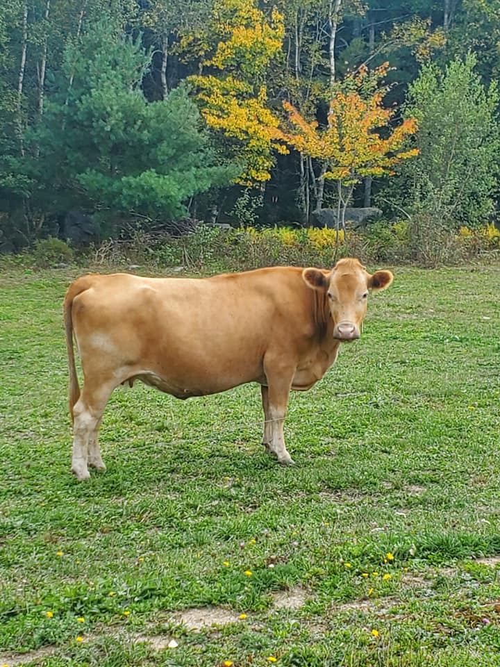 Joudreys Hilltop Farm | 40 Burgoyne Rd, Danesville, NS B4V 8N9, Canada | Phone: (902) 298-9451