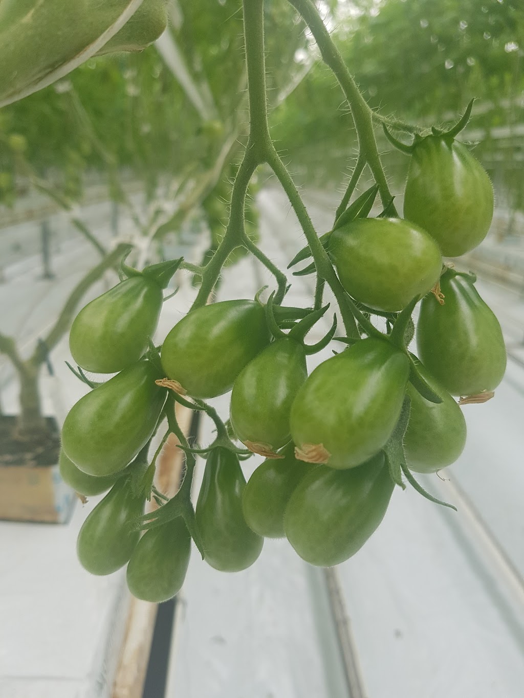 Gull Valley Greenhouses | 40120 Range Rd 283, Alberta T4M 0X7, Canada | Phone: (403) 885-2242