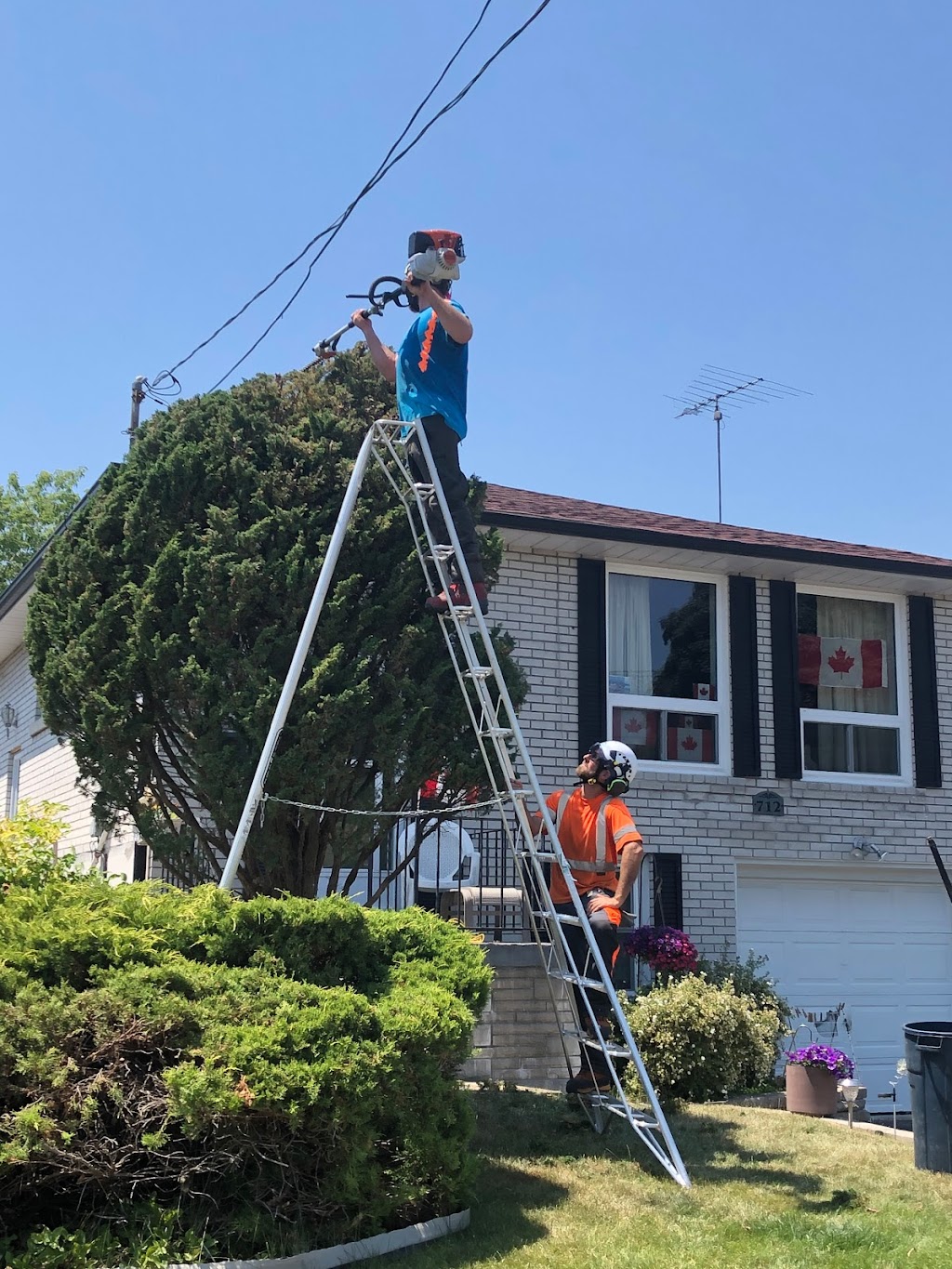 Tandem Tree Service | 641 Annland St, Pickering, ON L1W 1A9, Canada | Phone: (647) 467-8733