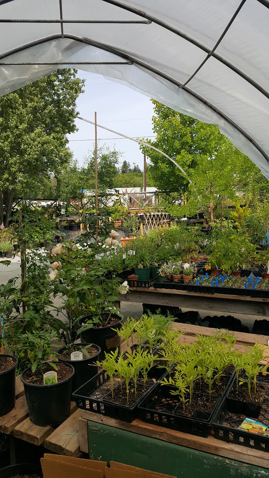 On Root Greenhouse | 673 Plaza Rd, Quathiaski Cove, BC V0P 1N0, Canada | Phone: (250) 204-2050