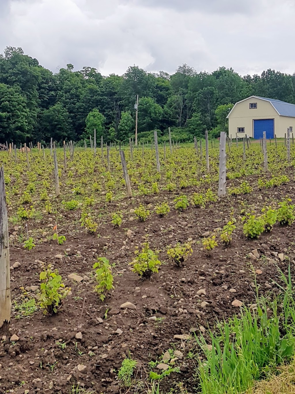 Négondos Vignoble Biologique | 7100 Rang St Vincent, Mirabel, QC J7N 3N1, Canada | Phone: (450) 258-2099